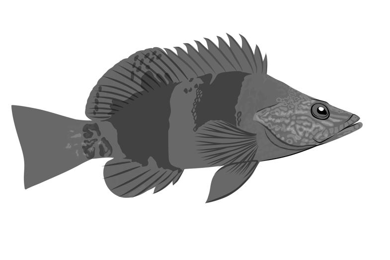 Serranus papilionaceus Valenciennes, 1832