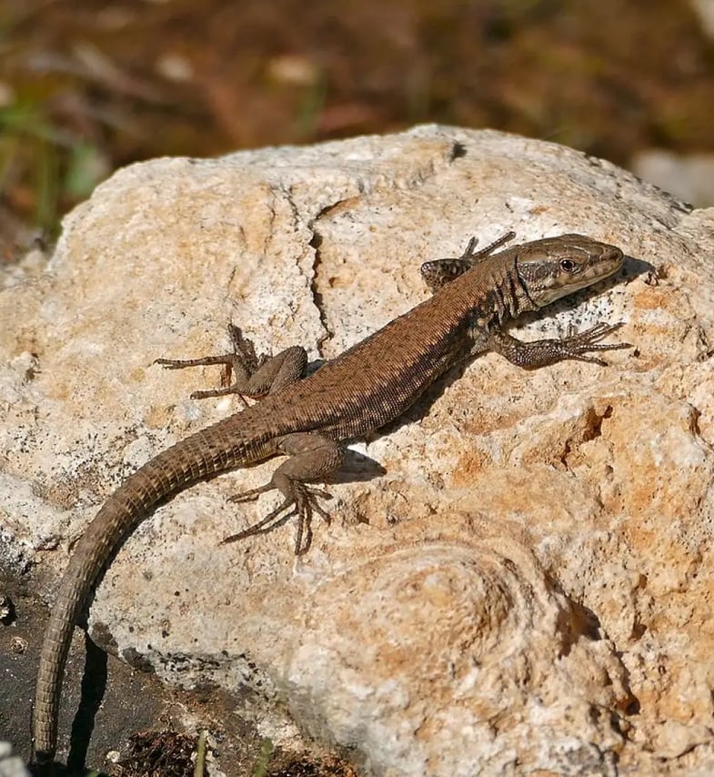 Common wall lizard