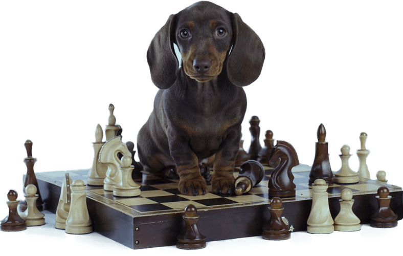 a dog sitting on a chess board game