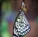 Butterfly emerging, symbolizing transformation and personal evolution