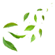 image of green leaves floating in the air