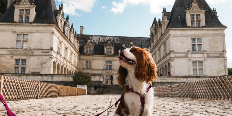 chien dans la Loire