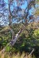 Eucalyptus at Organ Pipes National Park