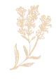 Lavender herb