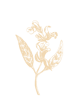 Sage herb