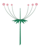 Inflorescence indéfinie – Ombelle