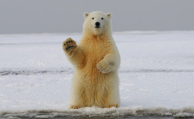 Polar bear