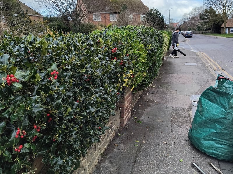 Front garden hedge after trimming in Sandwich