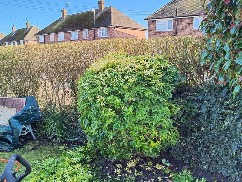A long country hedge in Ash