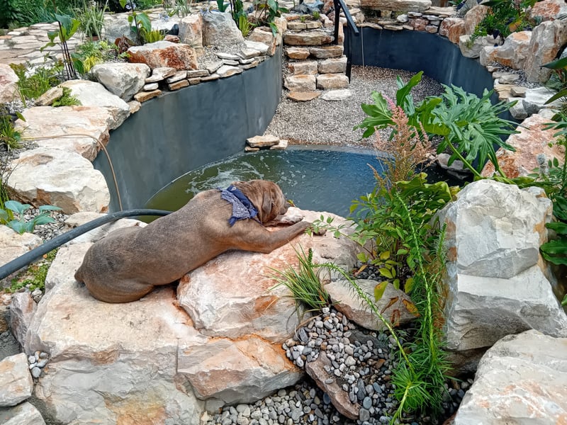 Why most natural pools don't look natural