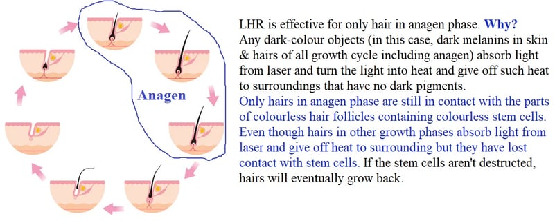 hair-growth-cycle