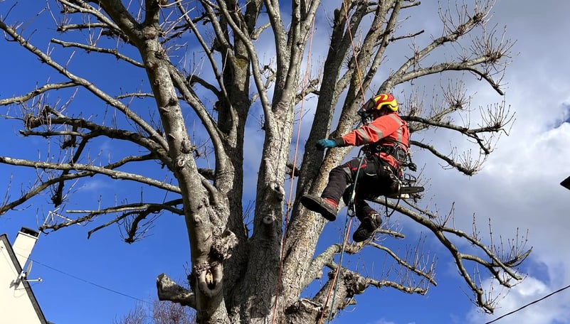 a man in a red shirt is climbing up a tree