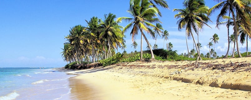 a beach with palm trees and a blue sky in miches