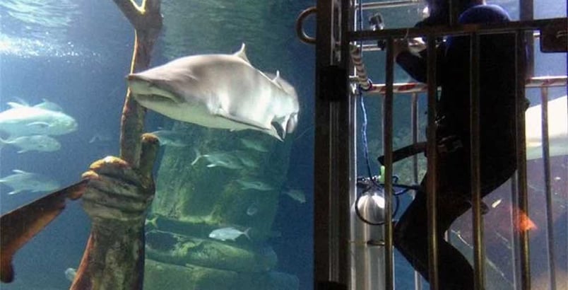 a man in a cage with sharks long island aquarium