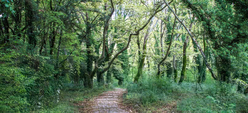 Stone path in the forest