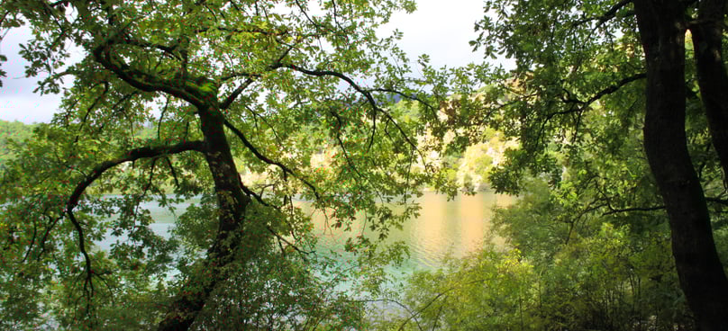 Lake Zirou view between the trees