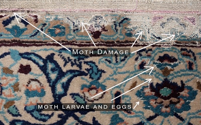 Moth Damaged Rug With Live Larvae and Eggs