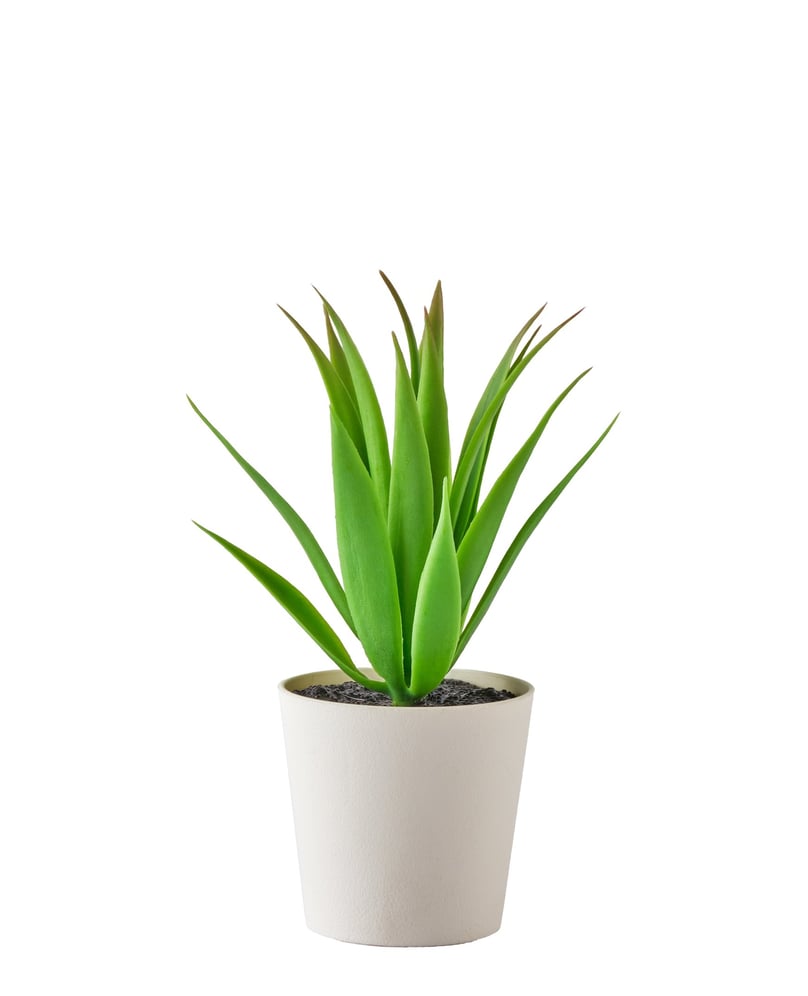 product photography for plant