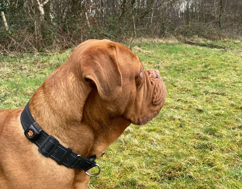 alt="Dogue de Bordeaux wearing PitPat dog activity monitor on collar"