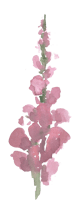 a tall pink watercolor flower 