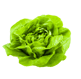 Lettuce