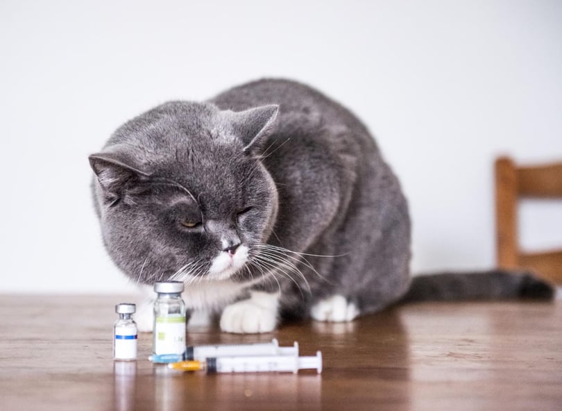 Vacinas que gatos devem tomar guia completo de proteção