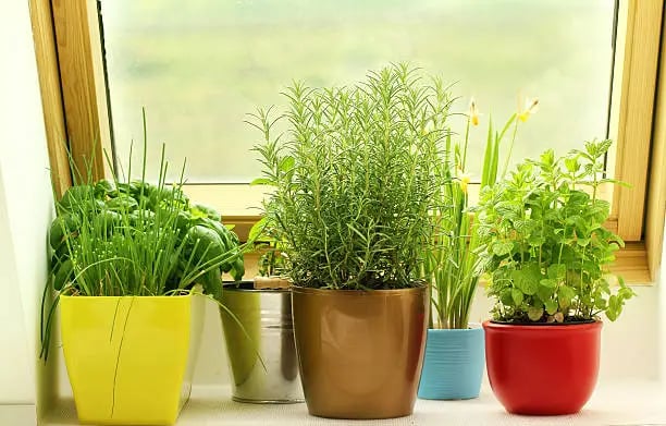 Herb Garden