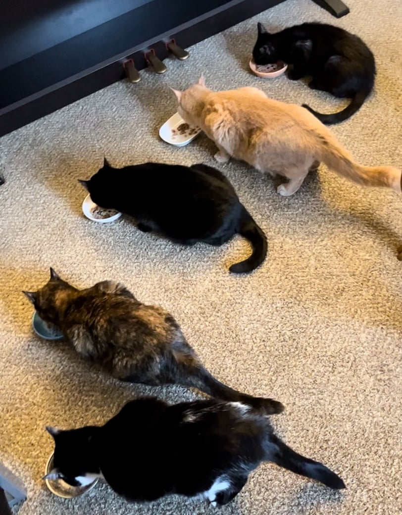 a group of five cats eating food 