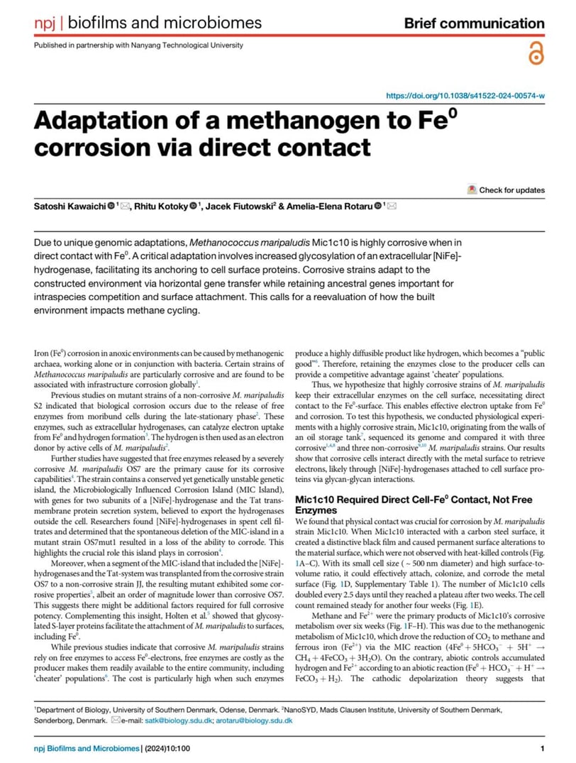 Adaptation of a methanogen to Fe0 corrosion via direct contact