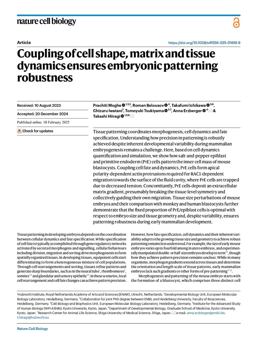 Coupling of cell shape, matrix and tissue dynamics ensures embryonic patterning robustness