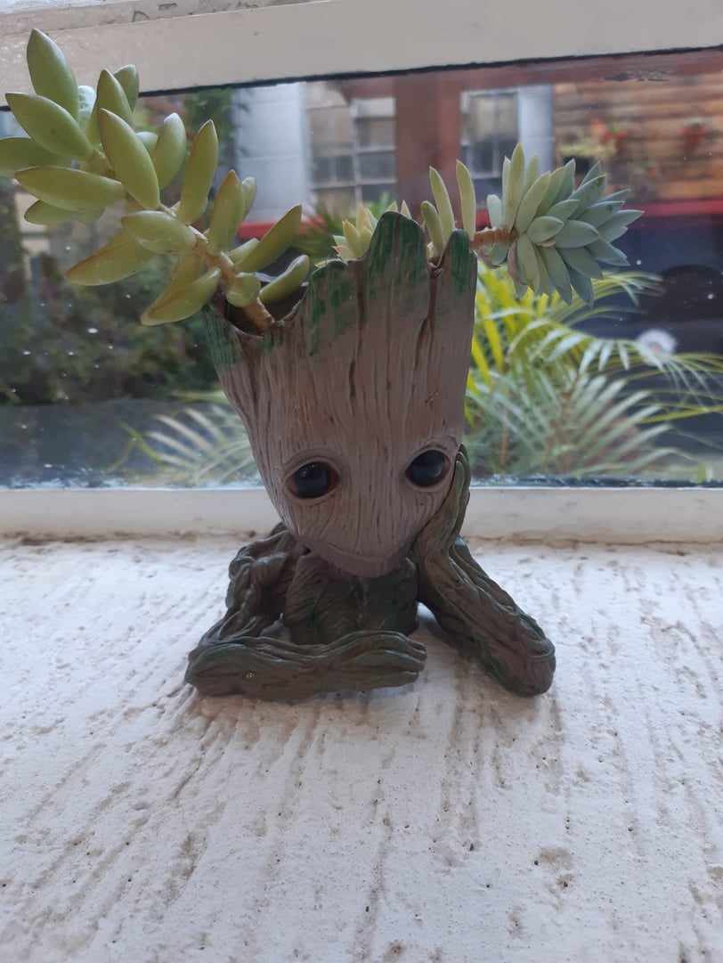 vaso groot suculentas
