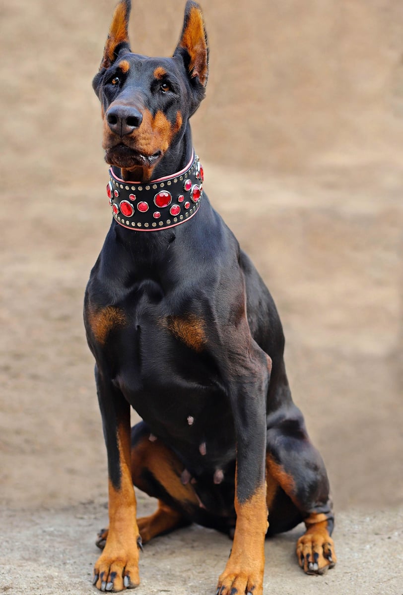 Dobermann Dog