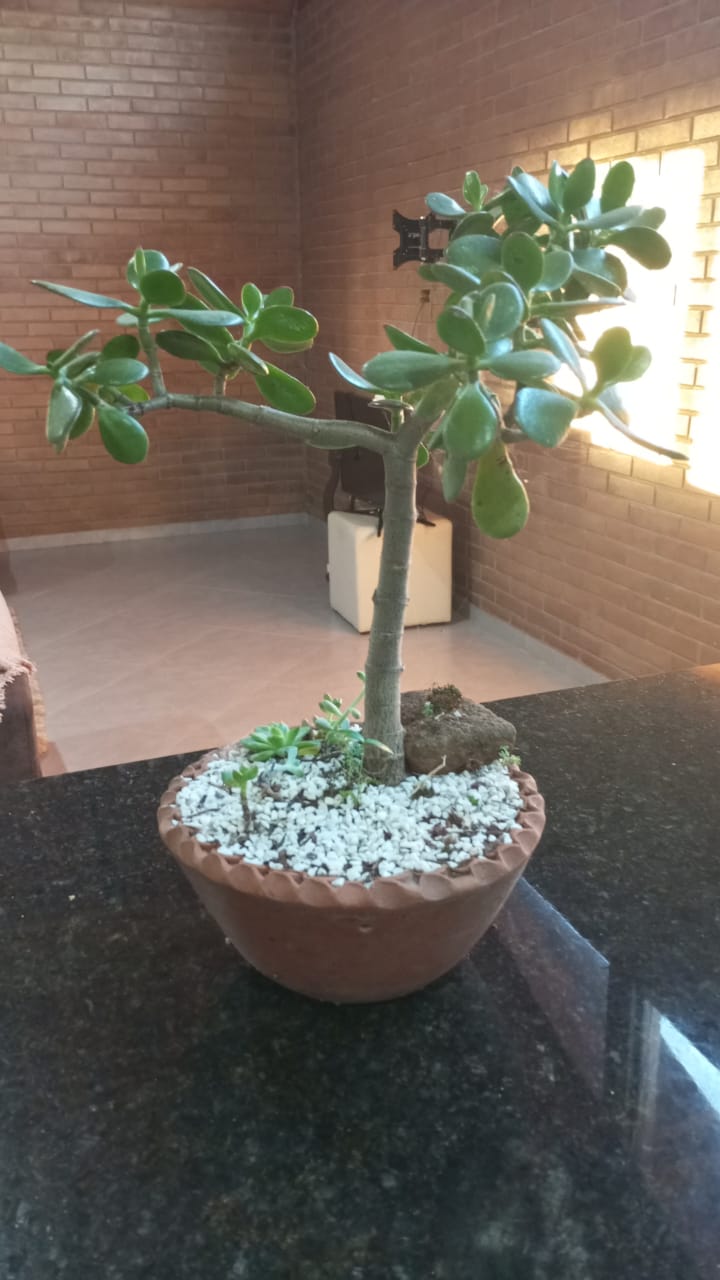planta jade vaso interno