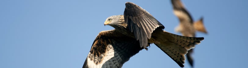 Red Kite Gigrin Farm Red Kite Centre Wales