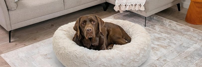 a  brown Labrador is sitting in donut dog bed