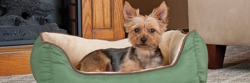a yorkshier terrier in a cozy green dog bed