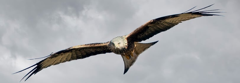 Red Kite Gigrin Farm Red Kite Centre Wales