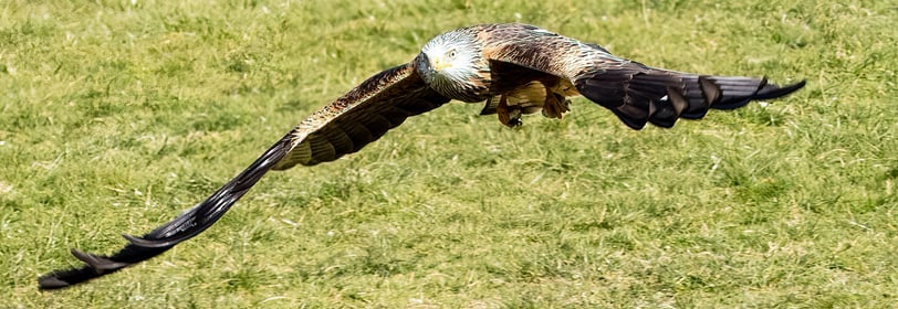 Red Kite Gigrin Farm Red Kite Centre Wales