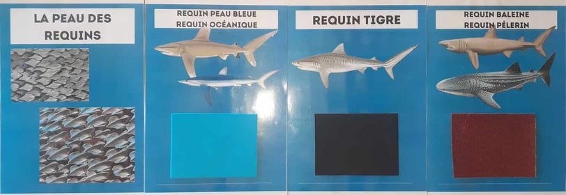 peau des requins, bleue, océanique, tigre, baleine, pélerin