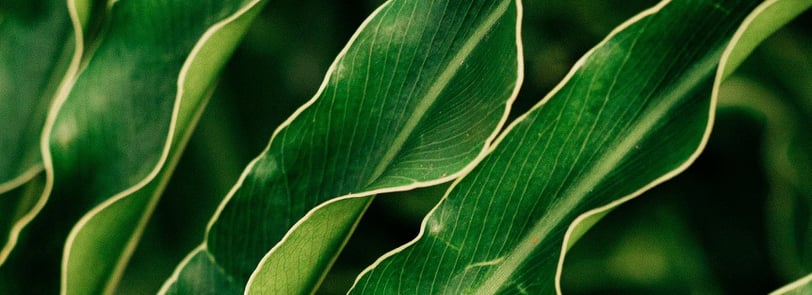 Phillodendron selloum, otherwise known as the Tree Philodendron