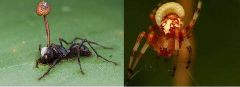 Visual representation of parasitic mind control: a fungus-infected ant and a wasp-controlled spider
