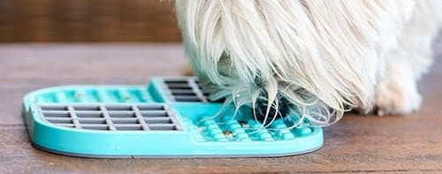 a dog is eating from a lickimat on the floor