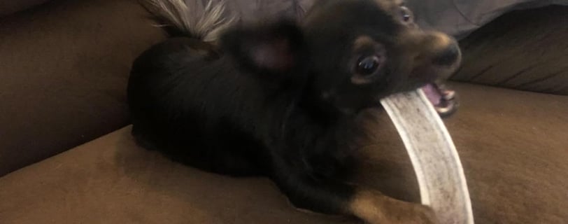 a dog eating a split elk antler on a couch