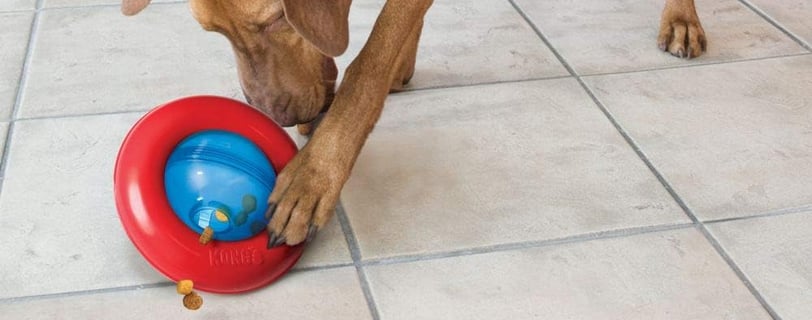 a vizsla dog is playing with a Kong Gyro in the kitchen