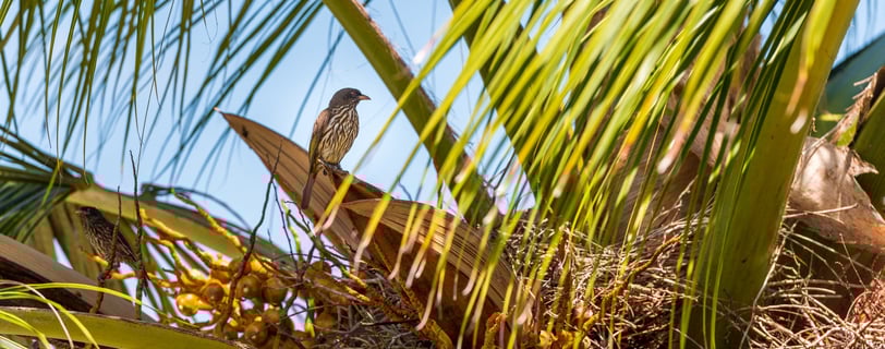 palmchat bird in the dominican republic