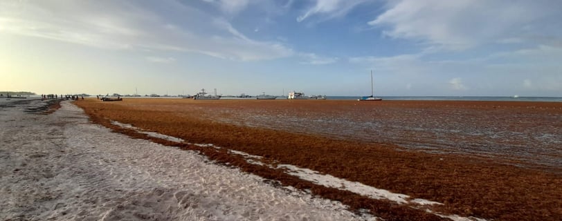 Heavy sargassum covering the shoreline and shallow waters in the Punta Cana