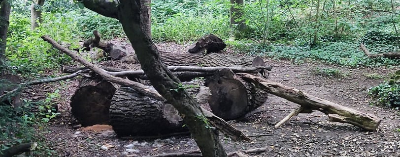 a group of logs in a woods with fallen trees