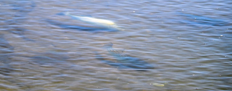 flats fishing long island