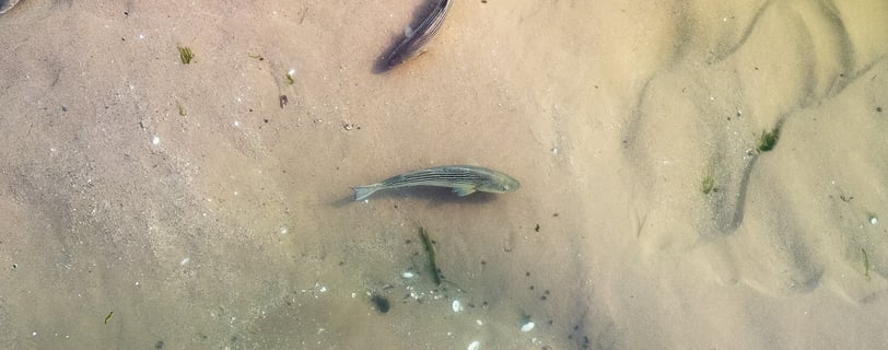 striped bass on the flats of long island