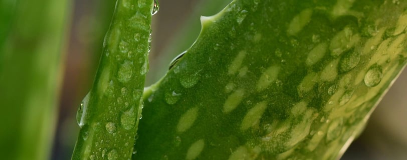 Top Sulfate-Free Shampoos for Itchy Scalps